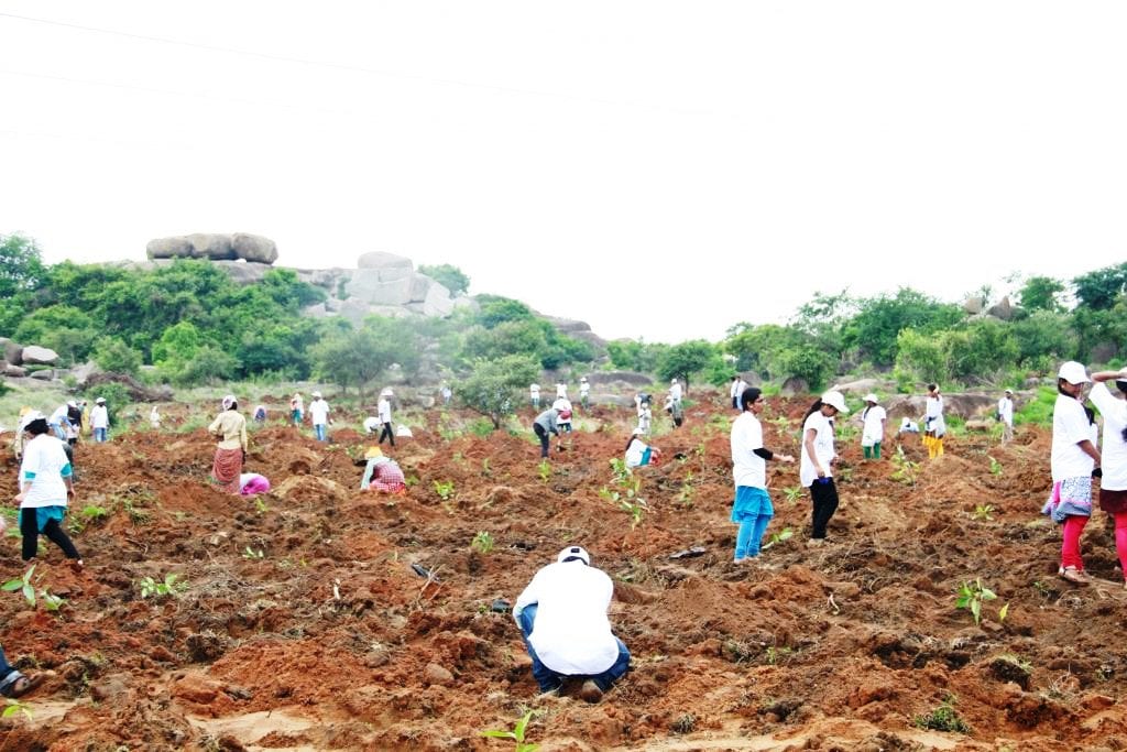Students and staff planting saplings on the campus